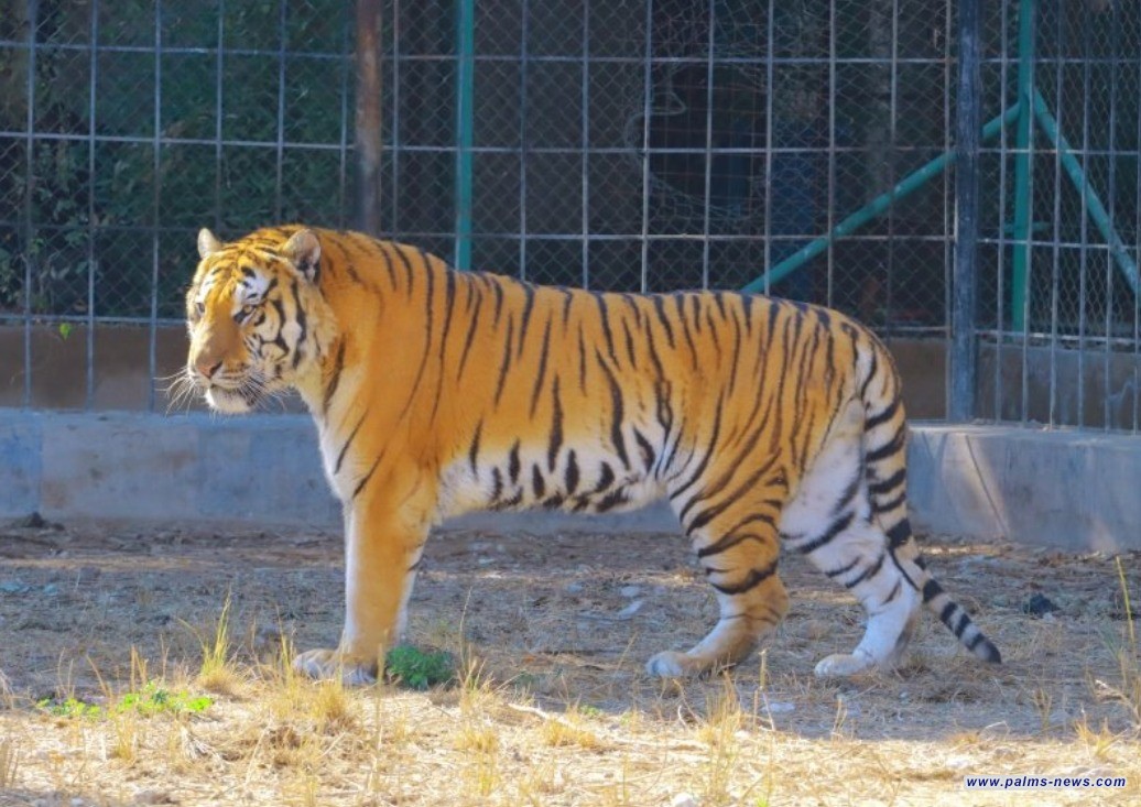 إدارة حديقة الحيوانات تعلن نفوق النمر السيبيري المصاب